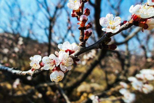 Weiße Blüten blühen auf dem Baum