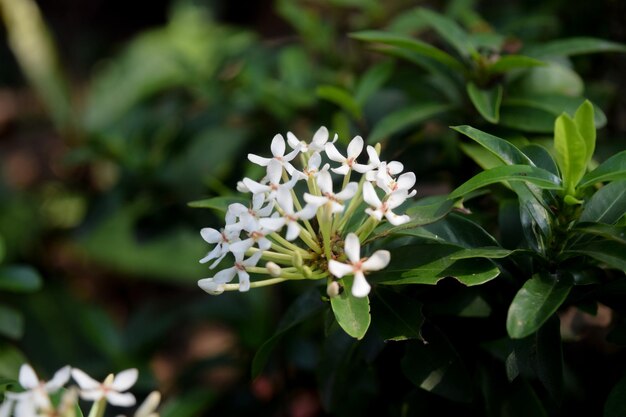 Foto weiße blüten blühen auf der pflanze