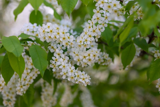 Weiße Blüten blühen Vogelkirsche Vogelkirschbaum in Blüte Nahaufnahme eines blühenden Prunus padus