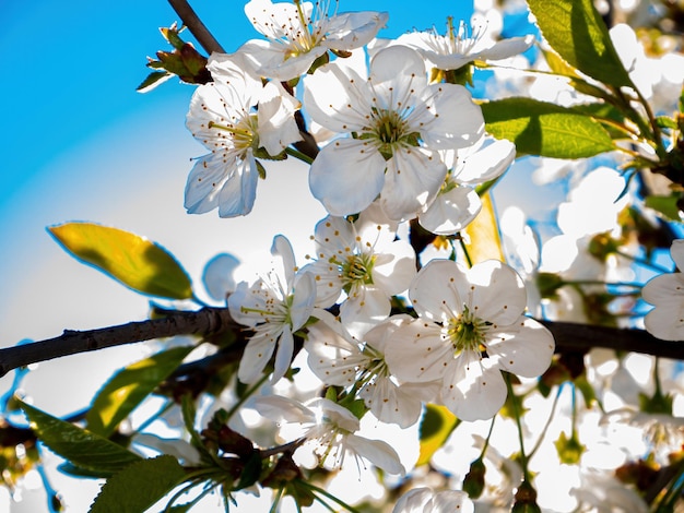 Weiße Blüten blühender Kirschen in Sonnenstrahlen