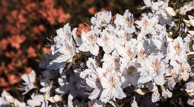Weiße Blüten der Azalee