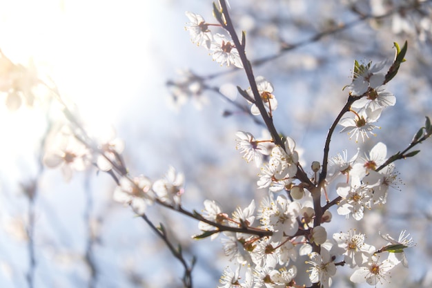 Weiße Blüten der Kirschblüte auf Kirschbaum Nahaufnahme Blühende weiße Blütenblätter der Kirschblüte Helle florale Szene mit natürlichem Licht Wallpaper Hintergrund für Grußkarten Kopieren Sie Platz