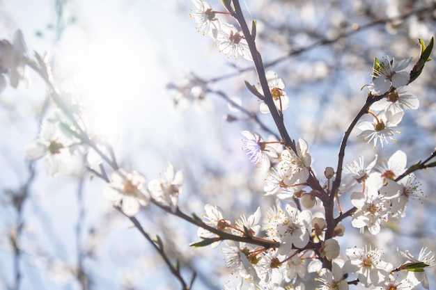 Weiße Blüten der Kirschblüte auf Kirschbaum Nahaufnahme Blühende weiße Blütenblätter der Kirschblüte Helle florale Szene mit natürlichem Licht Wallpaper Hintergrund für Grußkarten Kopieren Sie Platz