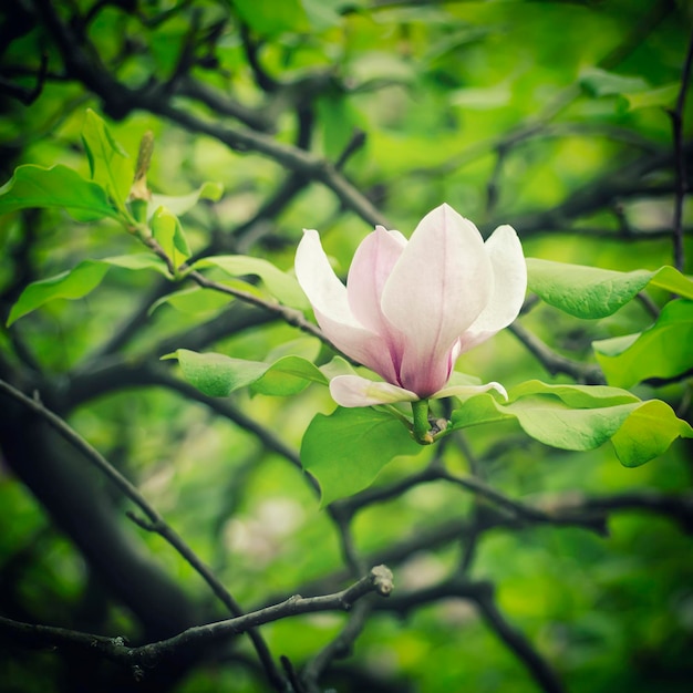 Weiße Blüten der Magnolie