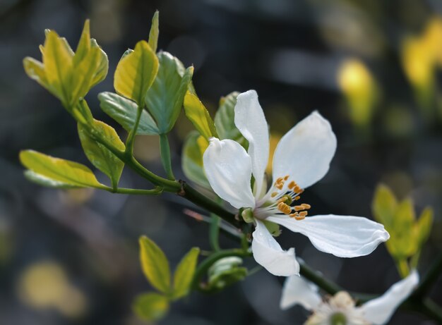 Foto weiße blüten der trifoliate orange, poncirus trifoliata oder citrus trifoliata sind auch als japanische bitterorange, hardy orange oder chinesische bitterorange bekannt