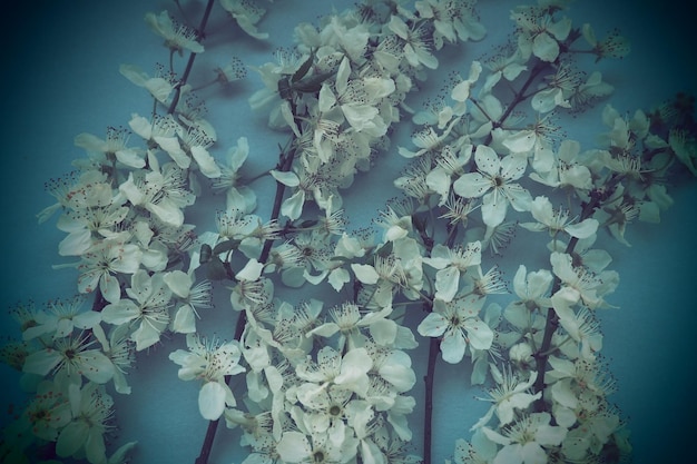 Weiße Blüten der Vogelkirsche auf blauem Hintergrund Poster für den Urlaub oder die Einladung Frühlingszeit Nebeliges verschwommenes Foto Abstrakte sanfte Frühlingsunschärfe Viele Blumen auf den Zweigen Schwarze Vignette