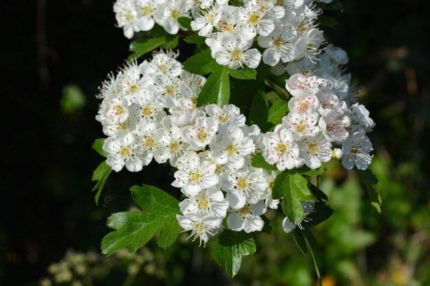 Foto weiße blüten des hawthorn, auch bekannt als crataegus monogyna