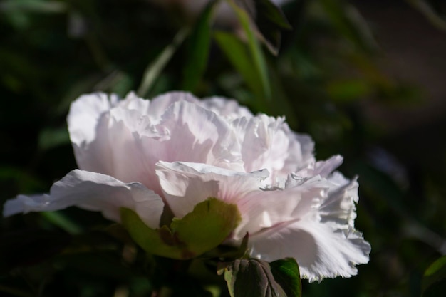 Weiße Blüten einer Baumpfingstrose in einem Stadtpark