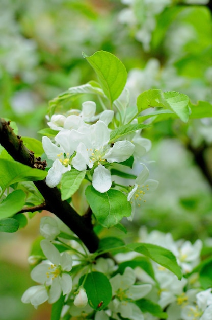 Weiße Blüten eines Apfelbaums in Fulda Hessen Deutschland