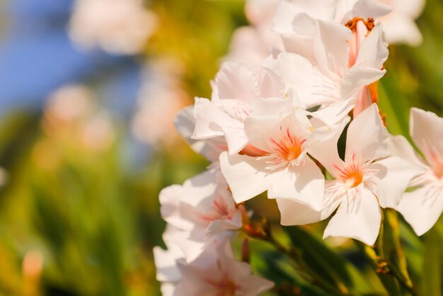 weiße Blüten mit rosa und orange an der Unterseite.