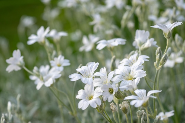 Weiße Blüten von Cerastium tomentosum ist eine Zierpflanze aus der Familie der Caryophyllaceae