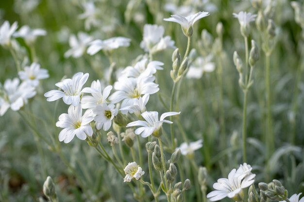 Weiße Blüten von Cerastium tomentosum ist eine Zierpflanze aus der Familie der Caryophyllaceae