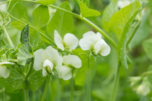 Weiße Blüten von Erbsen auf Erbsenpflanzen in einem Garten