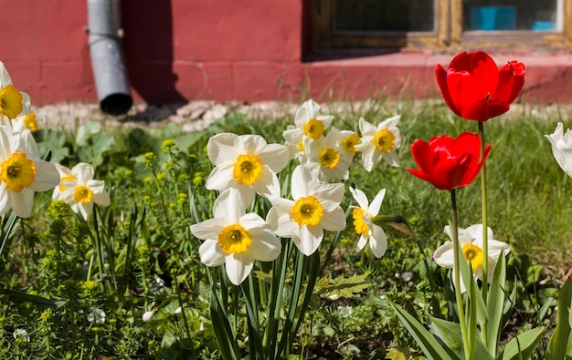 Weiße blüten von narzissen und roten tulpen