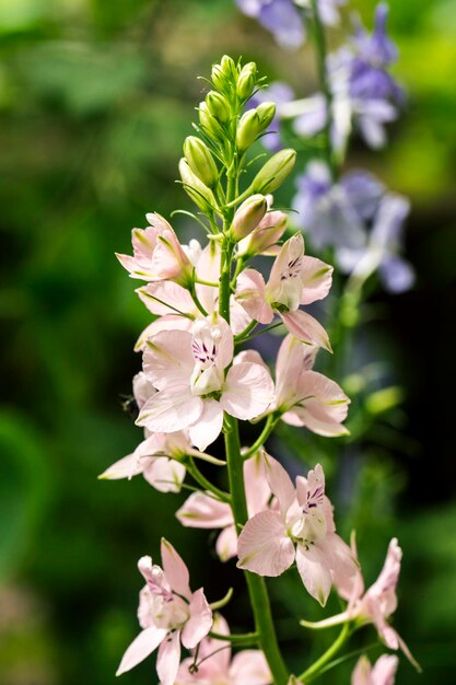 Weiße Blüten