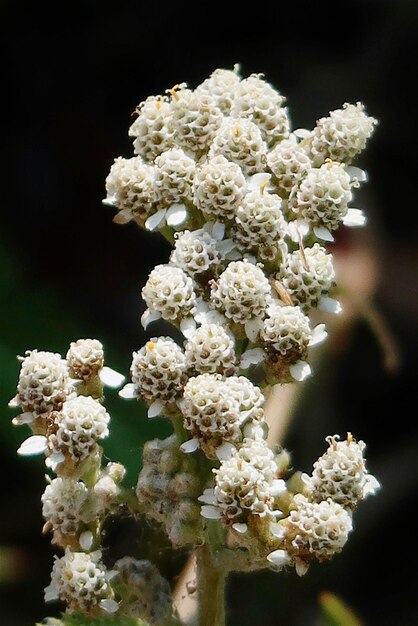 Foto weiße blüten