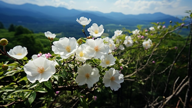 weiße Blüten