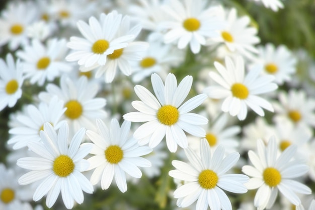 Weiße Blütenblätter begrüßen die Sommersonne Schöne weiße Gänseblümchen wachsen in der Sommersonne