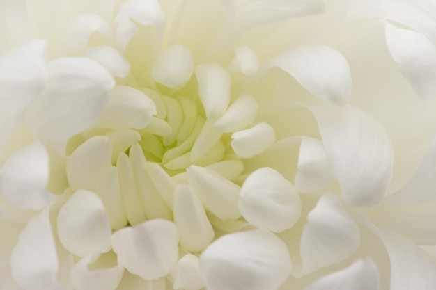 Weiße Blütenblätter eines blühenden Chrysanthemen-Blumenmusters