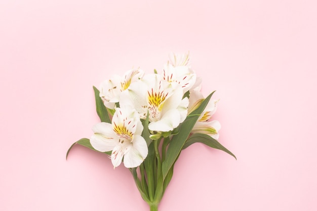 Weiße Blume Alstroemeria auf einem Rosa