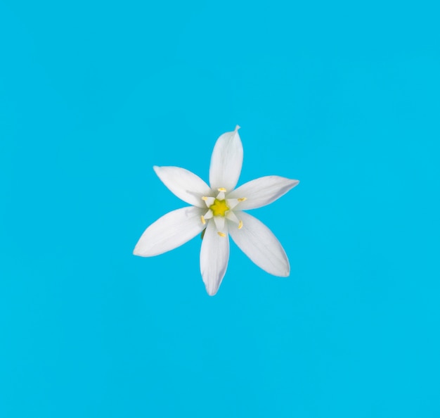 weiße Blume auf blauem Hintergrund