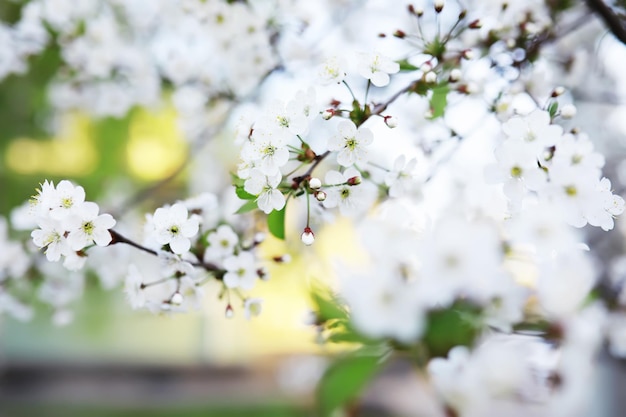 Weiße Blume auf dem Baum Apfel- und Kirschblüten Frühlingsblüte