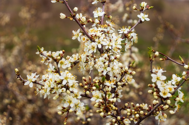 Weiße Blume auf dem Hintergrund der blühenden Blumen des Frühlings