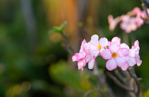 Weiße Blume auf grüner Natur