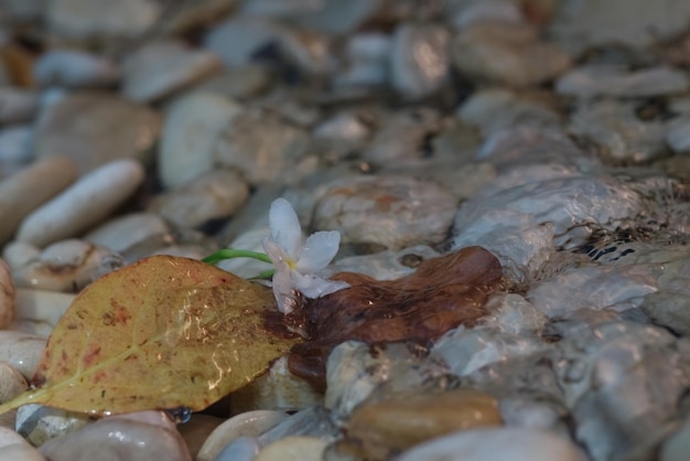 Weiße Blume auf Kieselsteinen mit Hochwasser