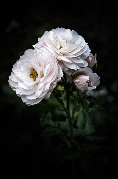 weiße Blume auf natürlichem Dunkel.