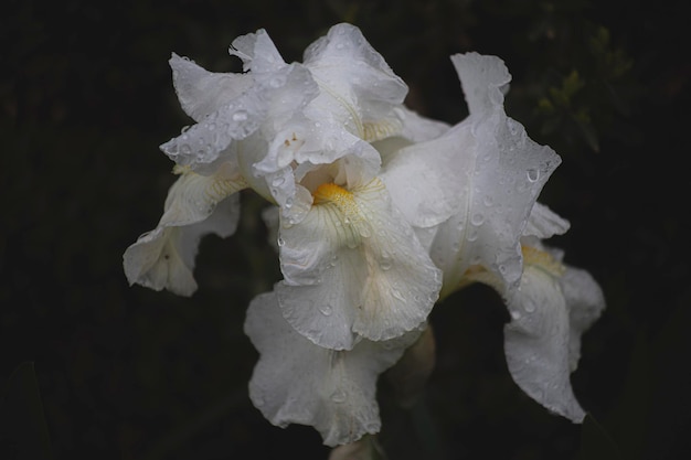 Weiße Blume auf Schwarz