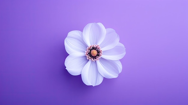 Weiße Blume auf violettem Hintergrund