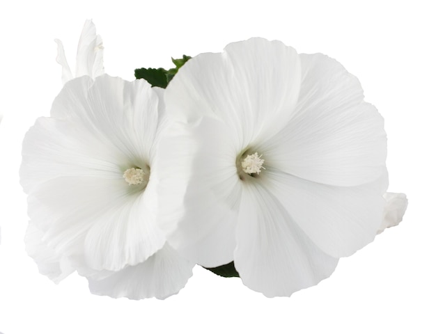 Weiße Blume auf weißem Hintergrund