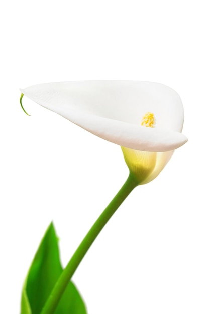 Weiße Blume Calla isoliert auf weißem Hintergrund