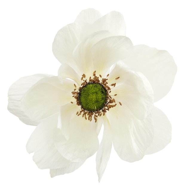 Weiße Blume der Anemone isoliert auf weißem Hintergrund