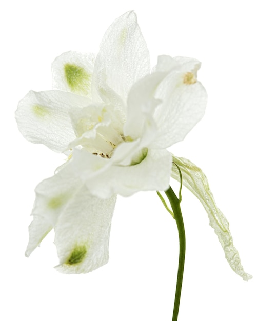 Weiße Blume der Delphinium-Rittersporn-Blume isoliert auf weißem Hintergrund