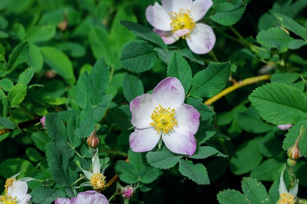 Weiße Blume der Heckenrose Nahaufnahme auf dem Hintergrund grüner Blätter