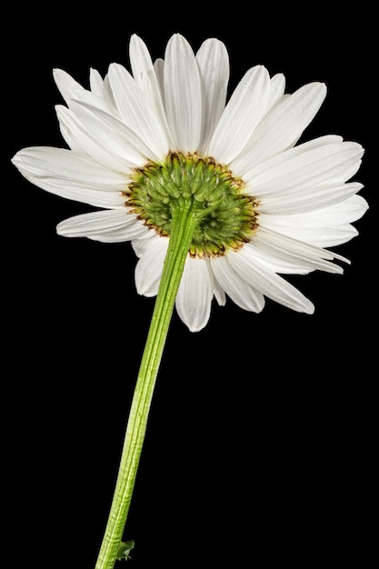 Weiße Blume der Kamille lat Matricaria isoliert auf schwarzem Hintergrund
