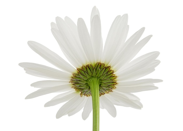 Weiße Blume der Kamille lat Matricaria isoliert auf weißem Hintergrund