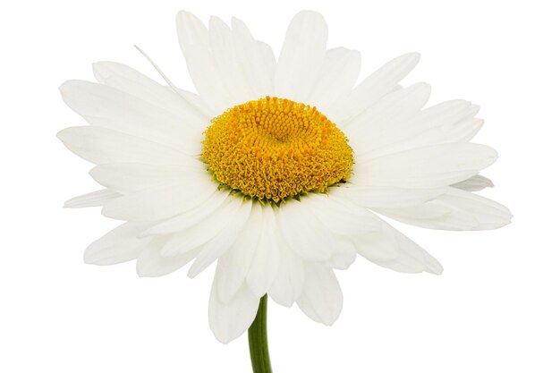 Weiße Blume der Kamille lat Matricaria isoliert auf weißem Hintergrund