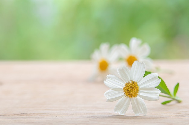 Foto weiße blume der spanischen nadel auf holzfußboden