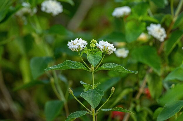 Weiße Blume des gemeinen Wandelröschens