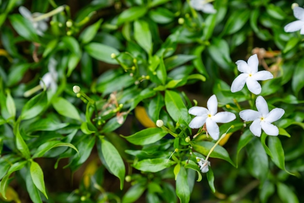 Weiße Blume, die auf grünen Blättern blüht