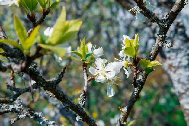 Weiße Blume einer Apfelbaumnahaufnahme auf einem Hintergrund der Niederlassung mit fugus und Moos