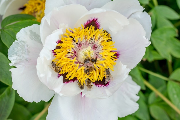 Weiße Blume eines baumartigen Pion und einer Biene auf der Blume