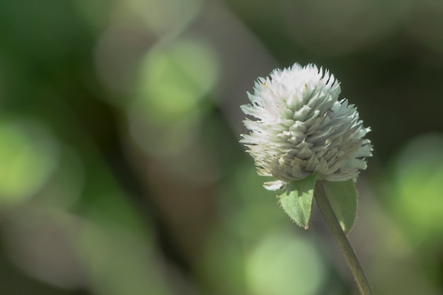 weiße Blume Globe Amaranth auf verschwommene grüne Gras Wallpaper