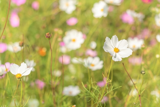 Weiße Blume hautnah