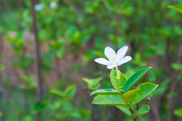 Weiße Blume im Garten von Thailand. Natur