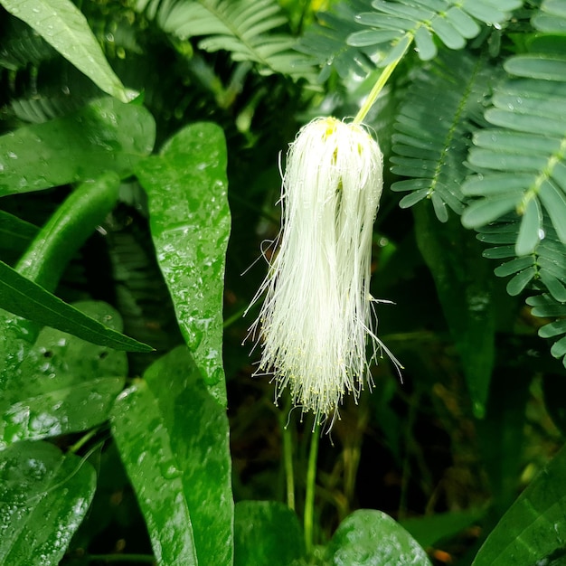 Weiße Blume im GartenHochwertige Fotohintergrundschönheit