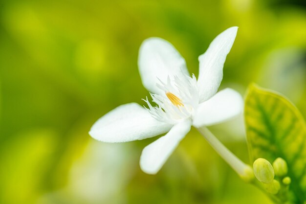 Weiße Blume im Gartennaturhintergrund